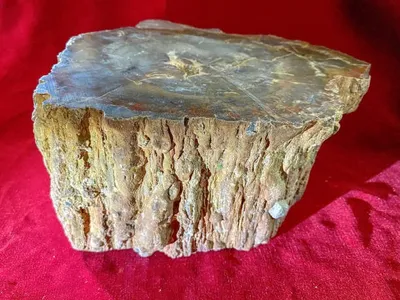 ケイガボク(珪化木) (Petrified Wood) - Rock Identifier ケイガボク(珪化木) (Petrified Wood) - Rock Identifier