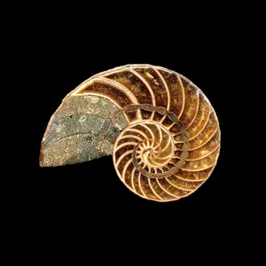 Nautilus オウムガイ 生きた化石 美麗 Nautilus オウムガイ 生きた化石 Nautilus オウムガイ 生きた化石 美麗 Nautilus オウムガイ 生きた化石