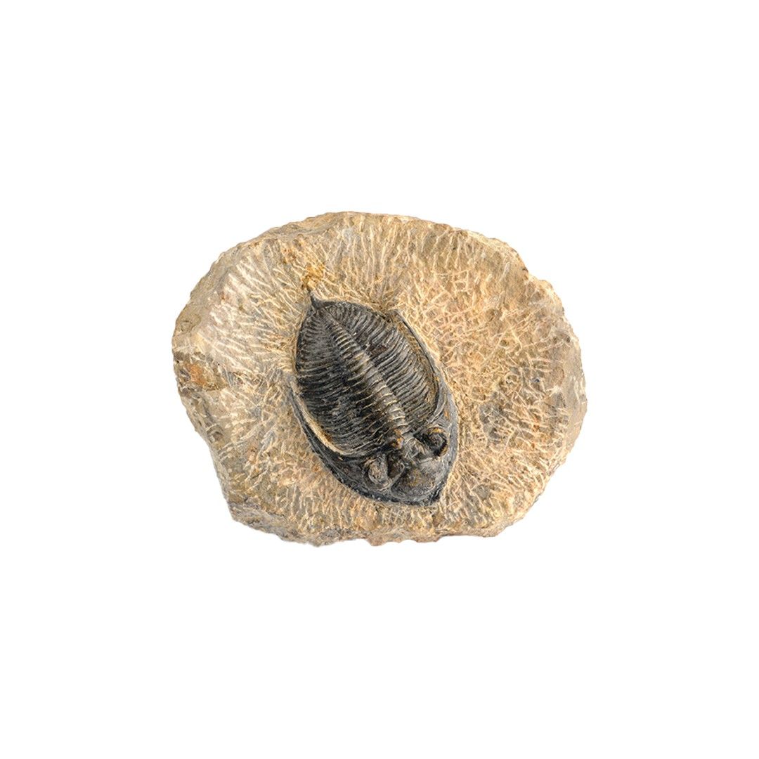 三葉虫 化石 fossil ボリビア産 trilobite 南アメリカ化石郡⑨ 三葉虫