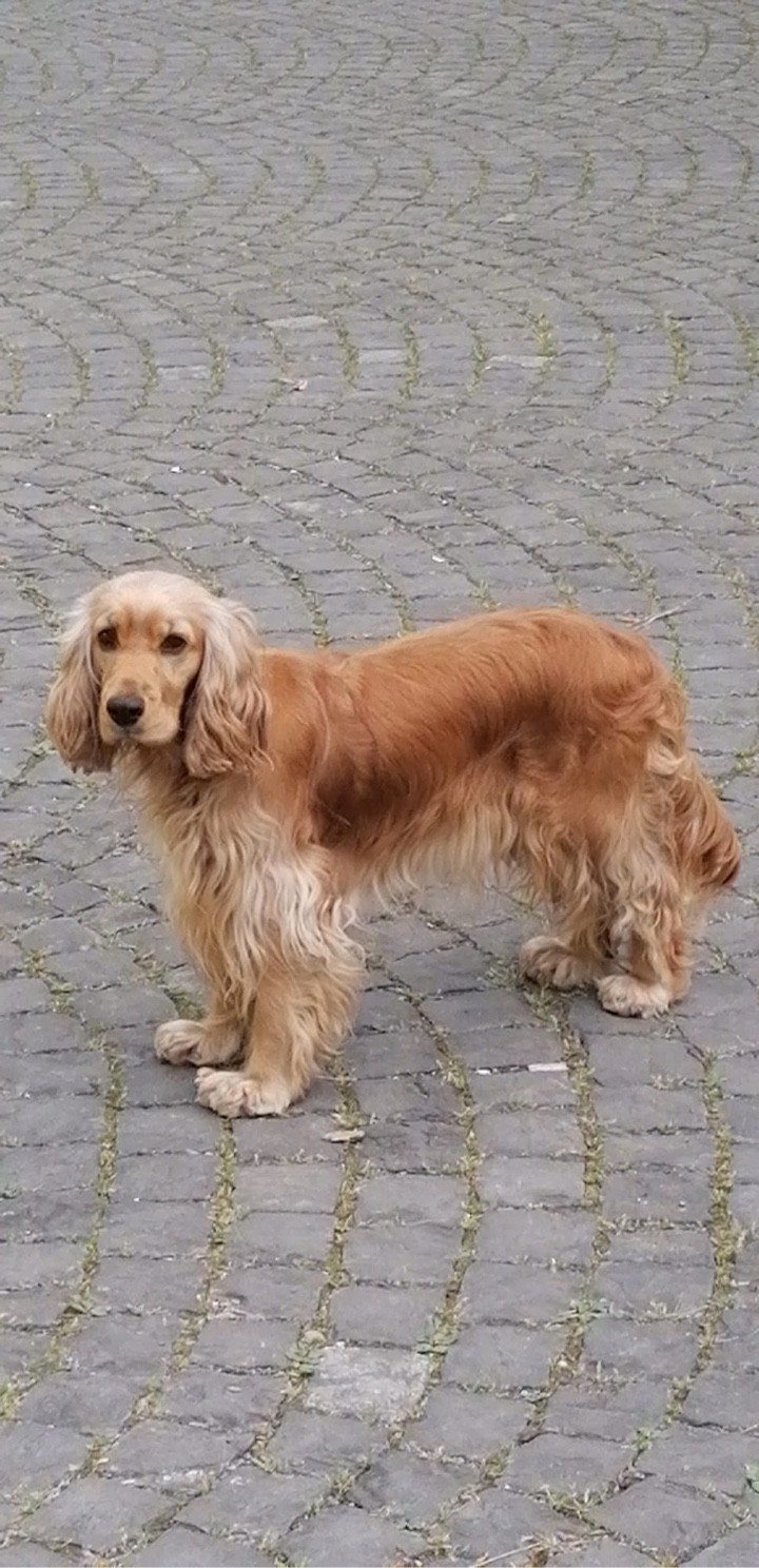 كلب كوكر سبانيل إنجليزي (Canis lupus familiaris 'Cocker Spaniel')