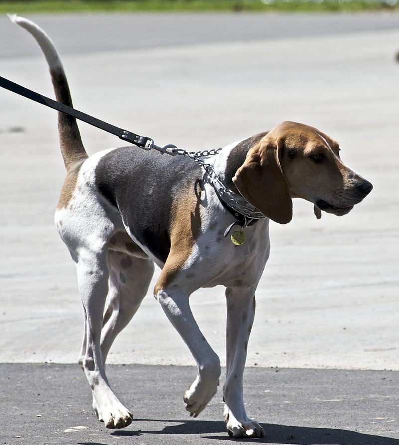 Walker sales coonhound price