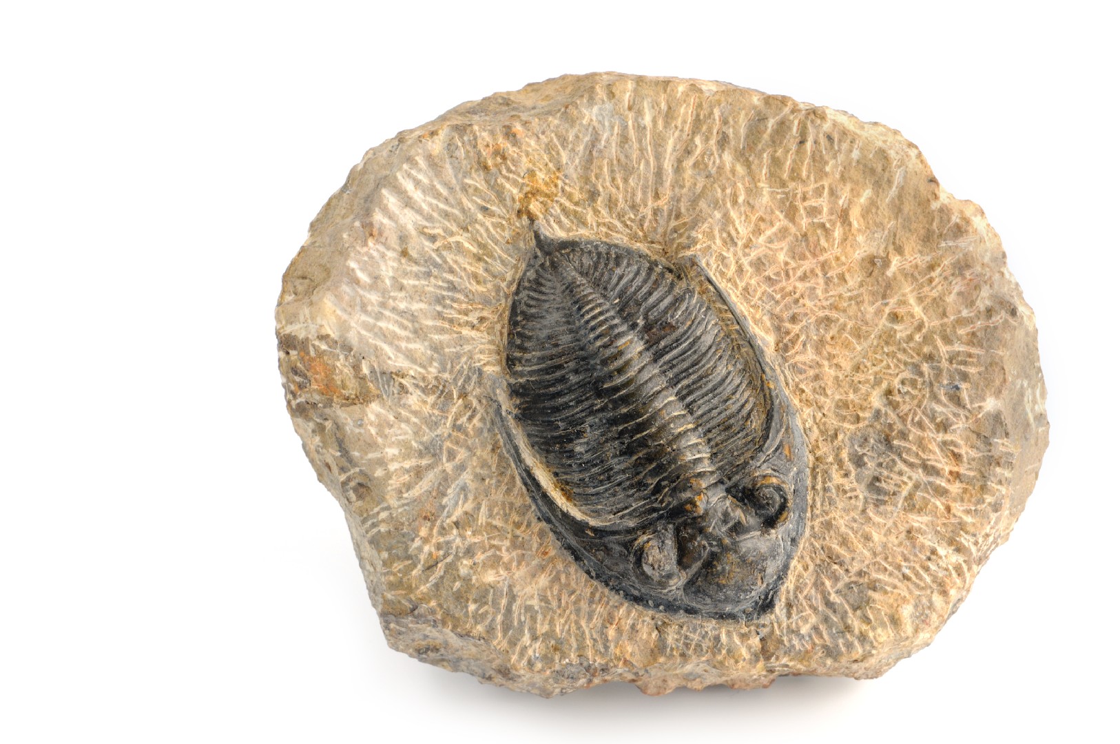 カセキ（化石） (Fossil)