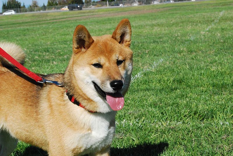 son shiba inu faciles de entrenar