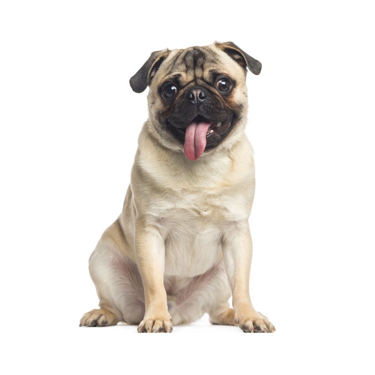 Pug species hot sale