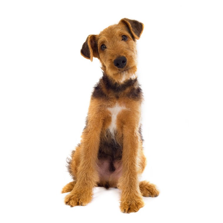 Airedaleterriër (Canis lupus familiaris 'Airedale Terrier')