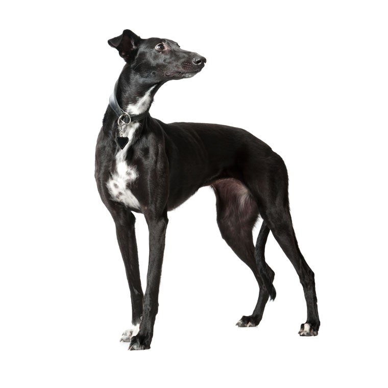 Lévrier whippet (Canis lupus familiaris 'Whippet')
