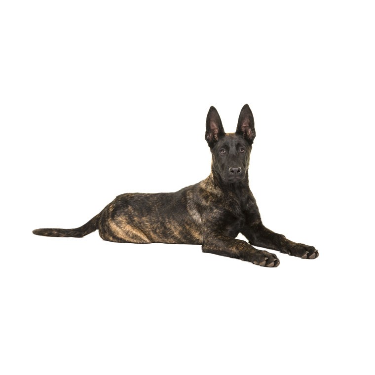 كلب الراعي الهولندي (Canis lupus familiaris 'Dutch Shepherd Dog')