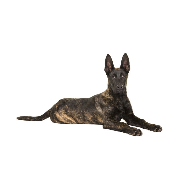 Dutch shepherd (Canis lupus familiaris 'Dutch Shepherd Dog')