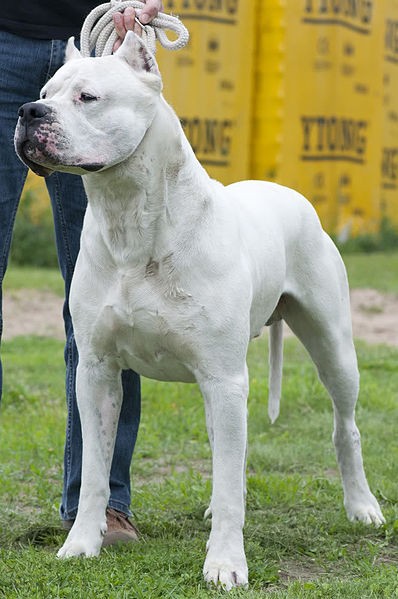 Argentinische dogge (Canis lupus familiaris 'Dogo Argentino')