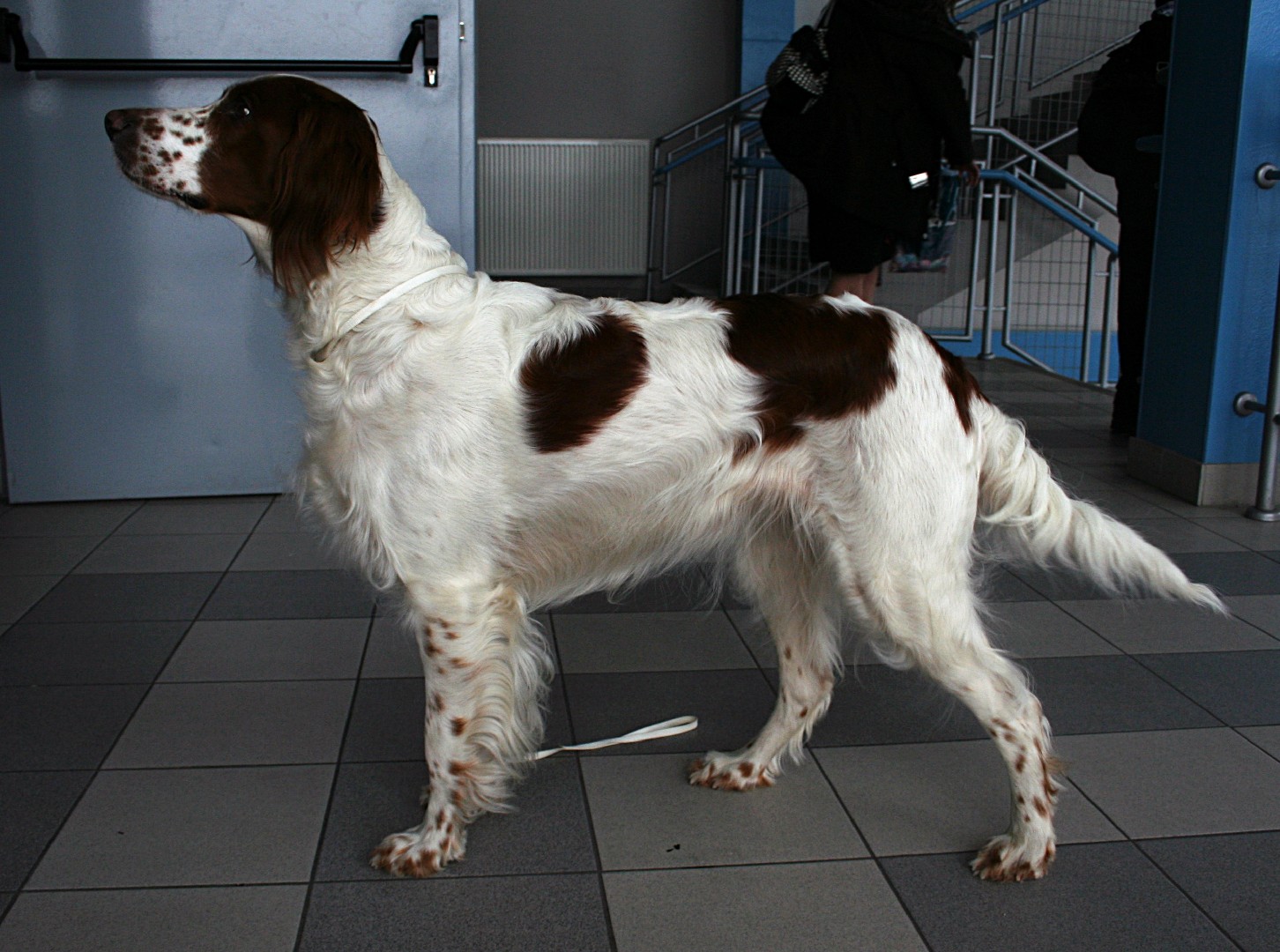 Setter irlandese rosso-bianco (Canis lupus familiaris 'Irish Red and White Setter')