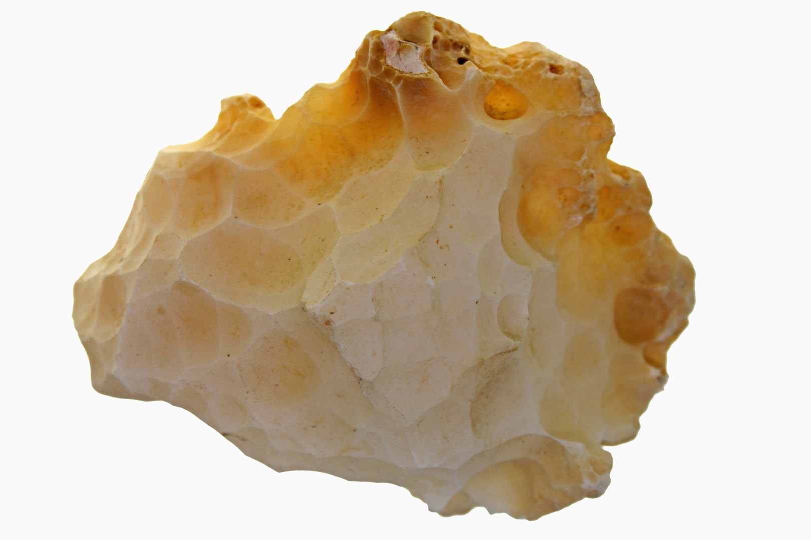 Corail agatisé (Agatized Coral)