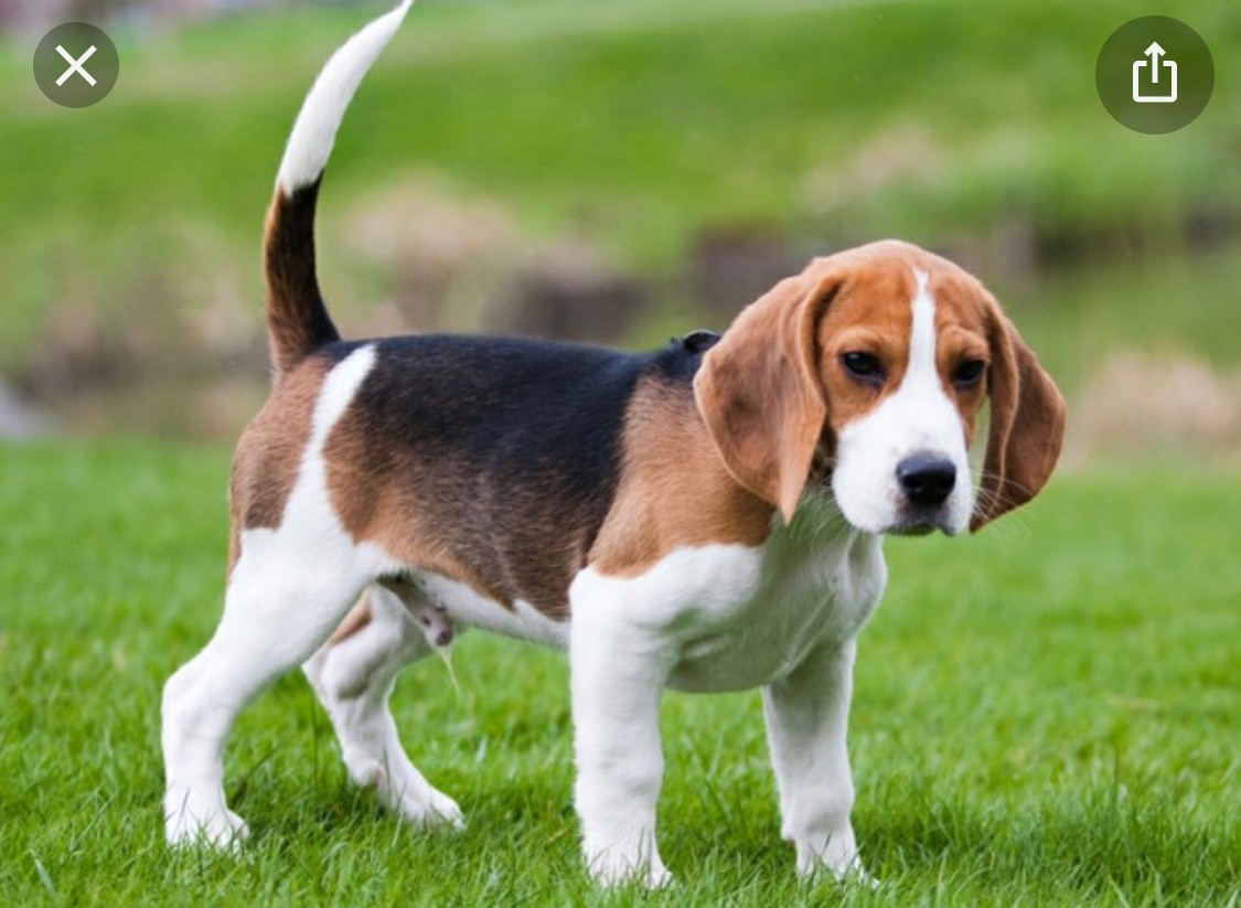 비글 (Canis lupus familiaris 'Beagle')