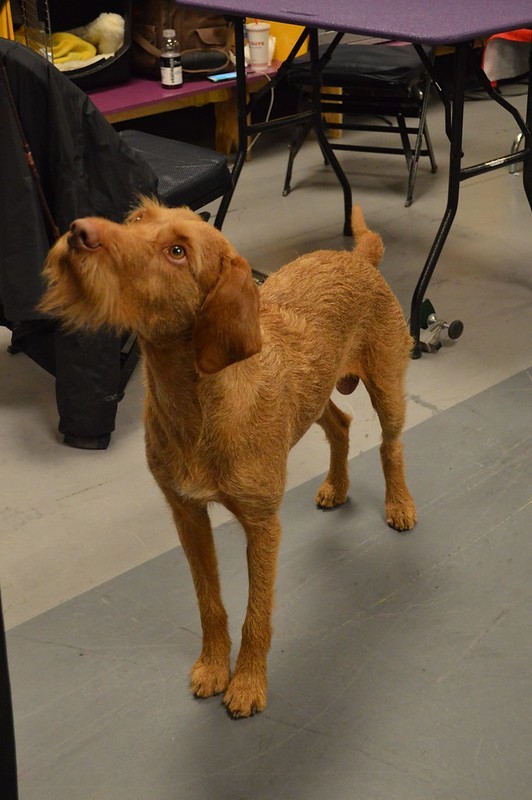 cuanto cuesta un perro vizsla