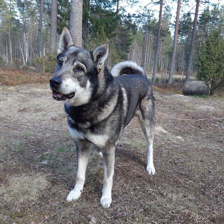 كلب الكوهاوند السويدي (Canis lupus familiaris 'Jämthund')