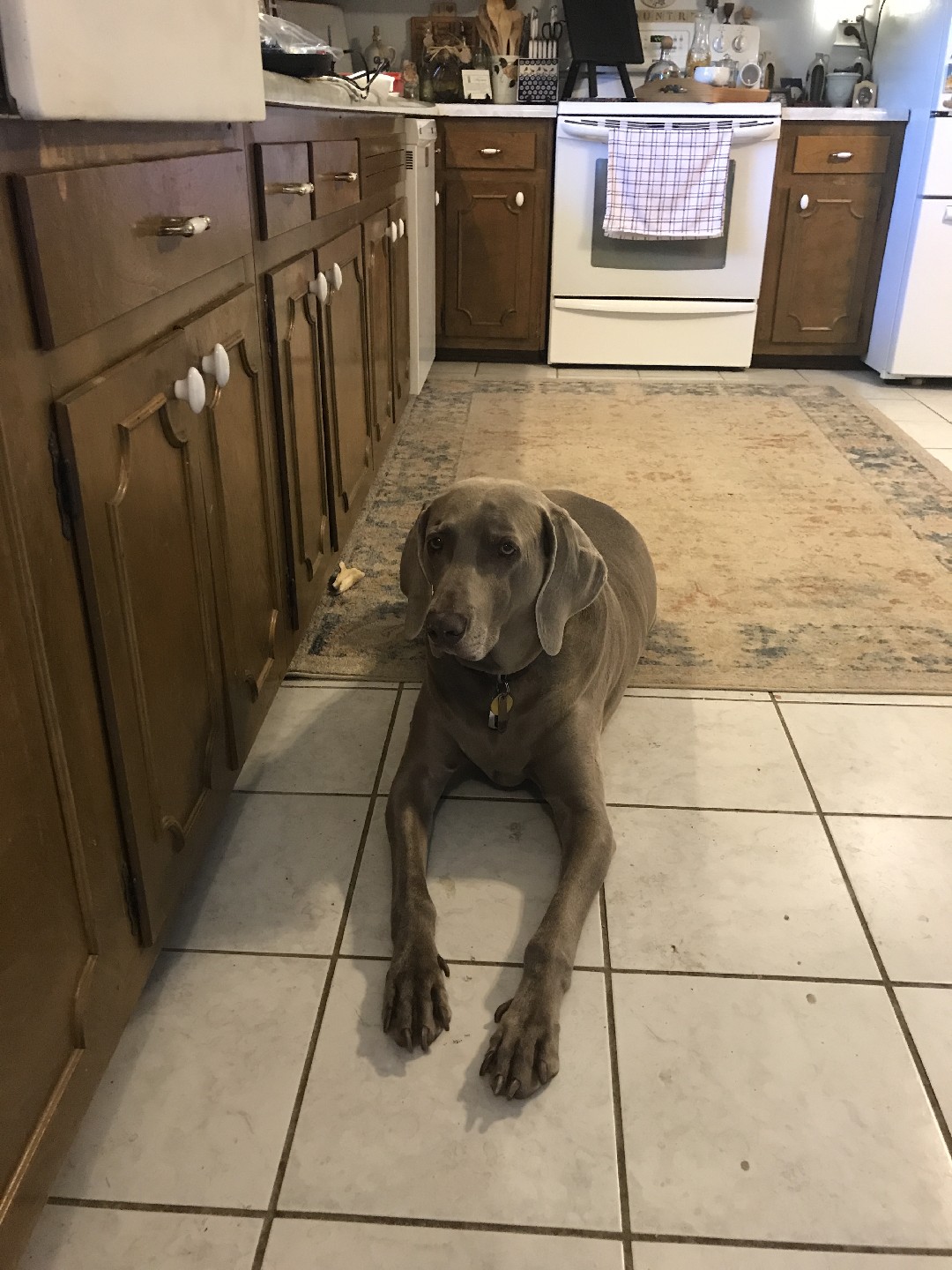 ワイマラナー (Canis lupus familiaris 'Weimaraner')