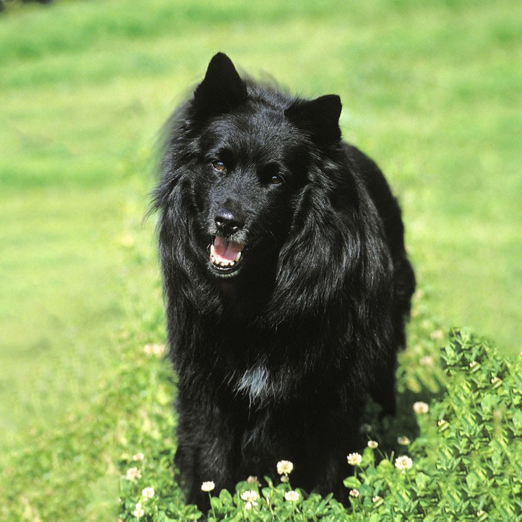 Шведский лаппхунд (Canis lupus familiaris 'Swedish Lapphund') - Rock  Identifier