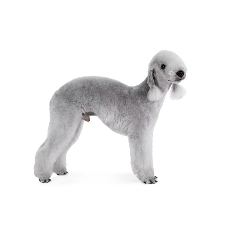 bedlington terrier tiene alergias