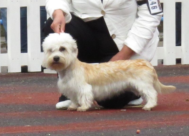 كلب داندي دينمونت تيرير (Canis lupus familiaris 'Dandie Dinmont Terrier')