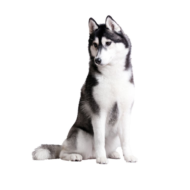 シベリアン・ハスキー (Canis lupus familiaris 'Siberian Husky')