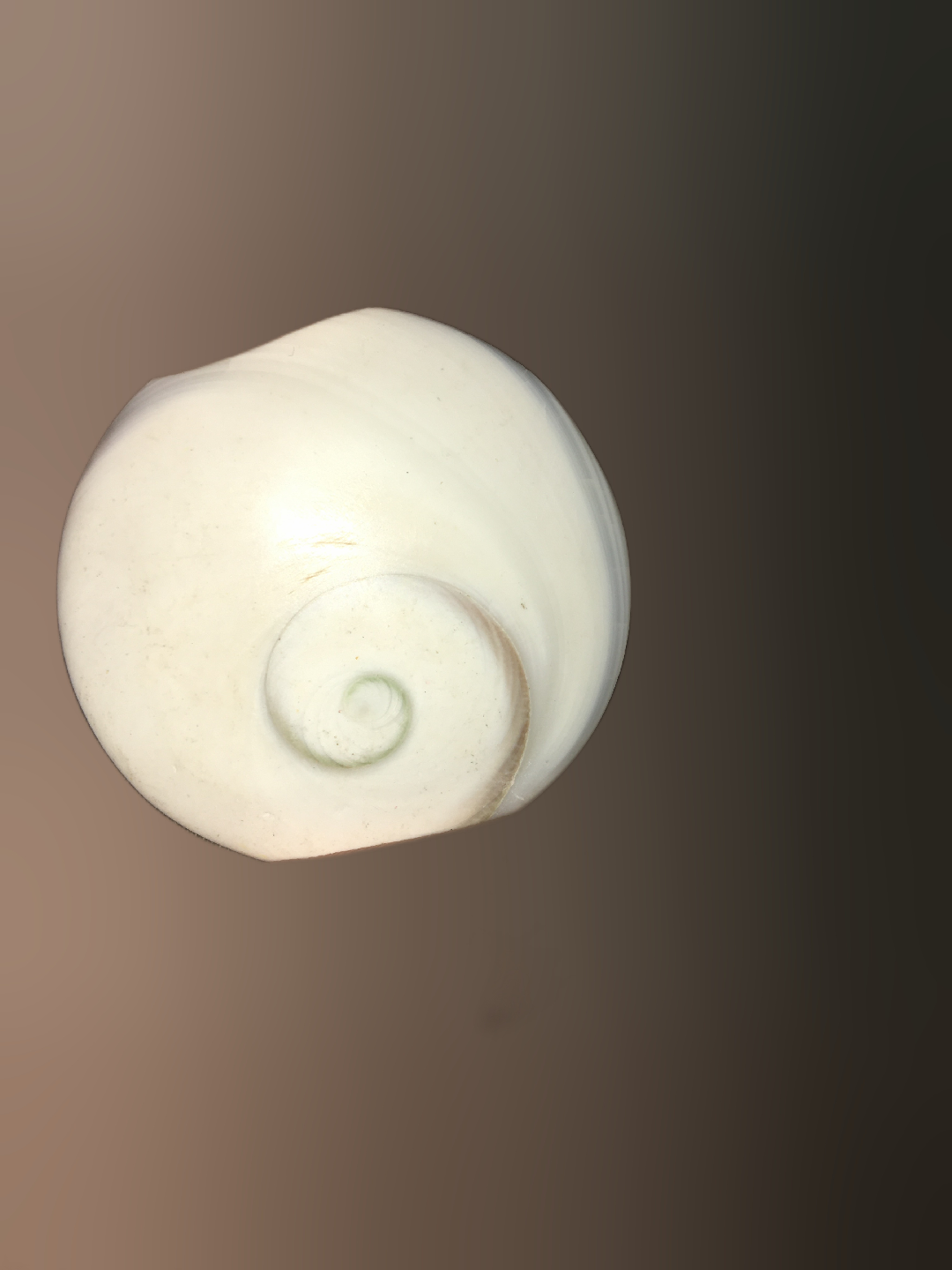 Cat's Eye Shell