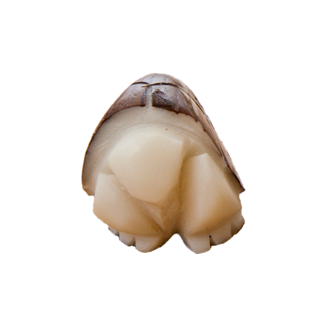 Tagua Nut (Tagua Nut) - Rock Identifier