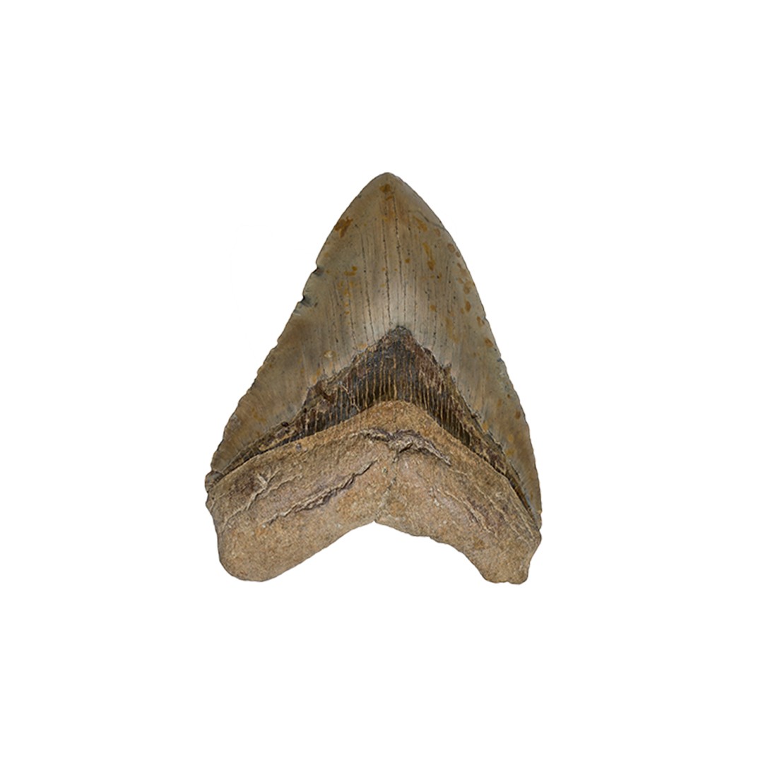 Shark Tooth (Shark Tooth) - Rock Identifier