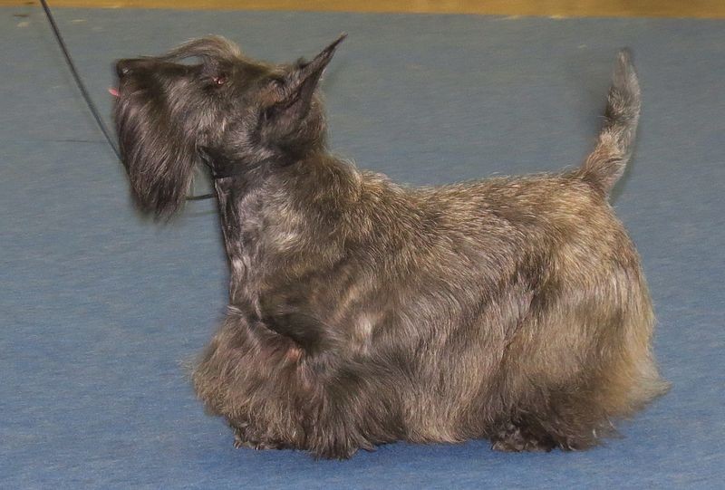 do scottish terriers bark alot