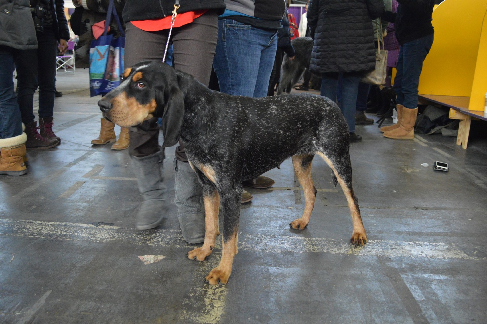 bluetick coonhound shedding a lot