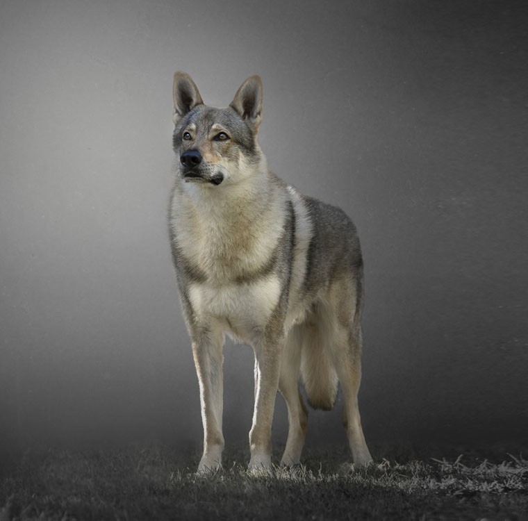 捷克狼犬(Canis lupus familiaris 'Czechoslovakian Wolfdog') - Rock Identifier