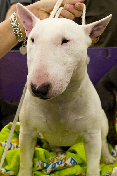 ブル テリア Canis Lupus Familiaris Bull Terrier Rock Identifier