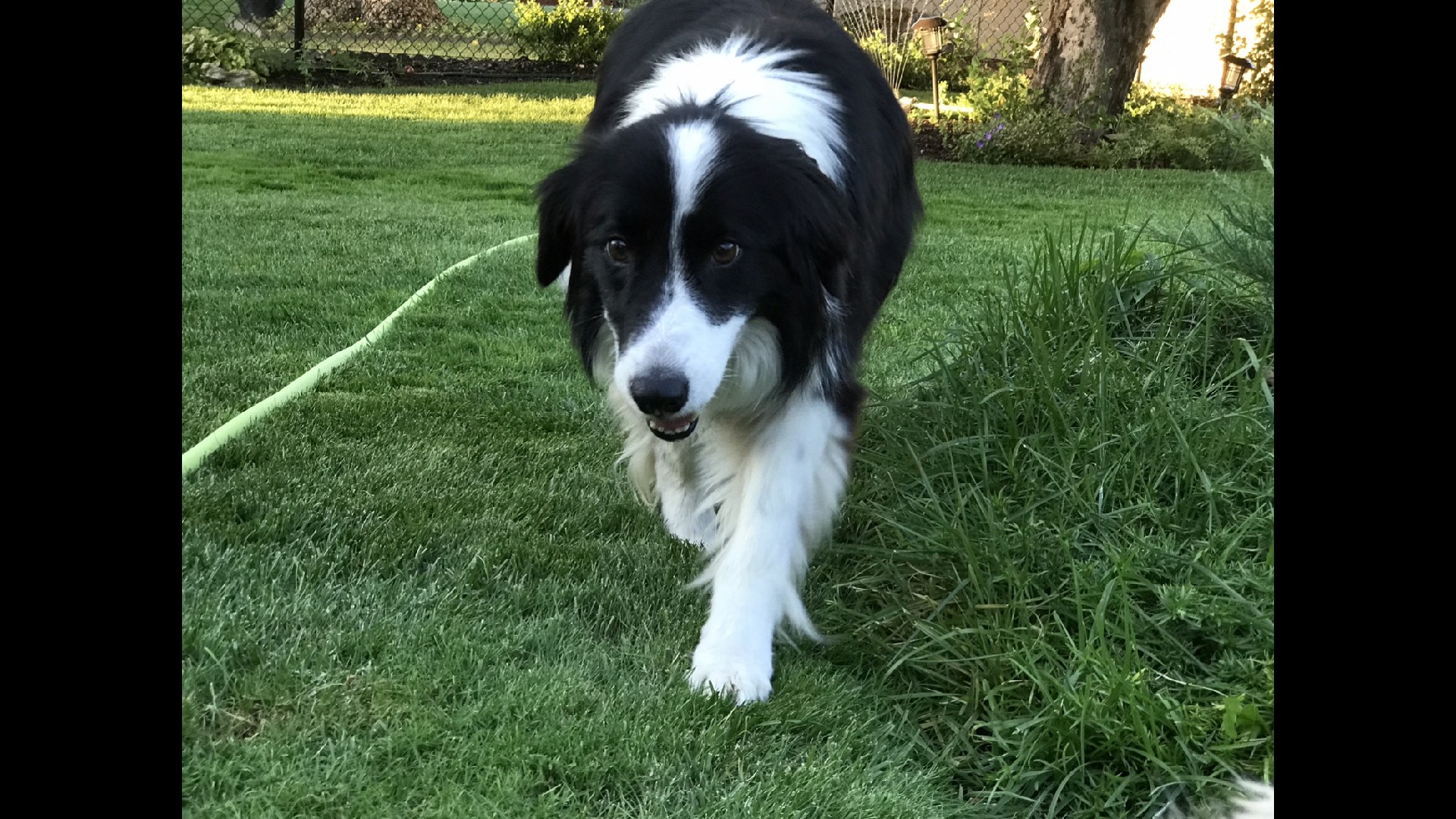 ボーダー コリー Canis Lupus Familiaris Border Collie Rock Identifier